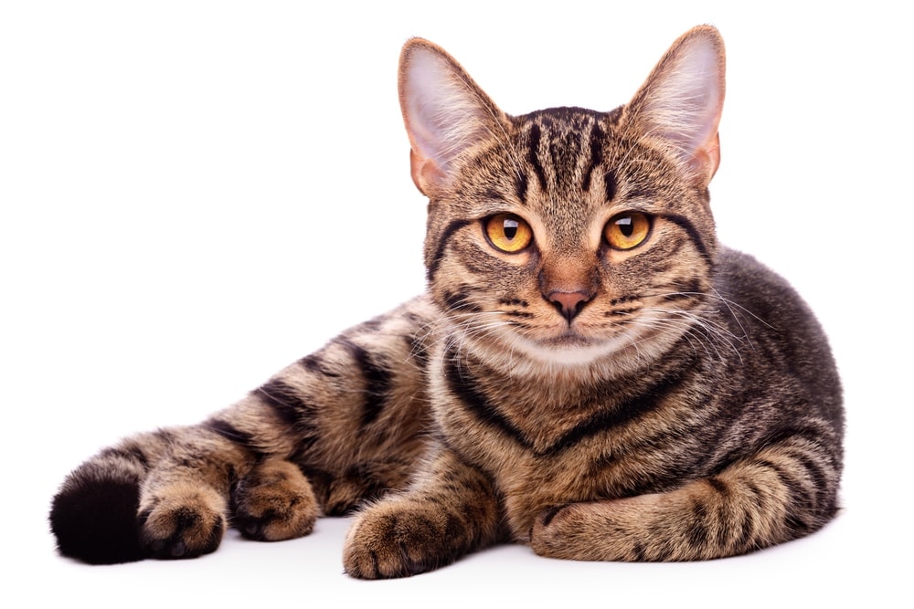 types of tabby cats brown