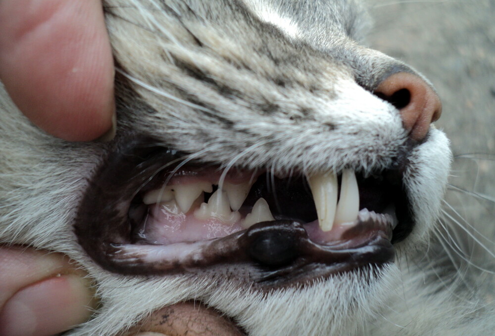 Why Do Cats Chatter Their Teeths? » Petsoid