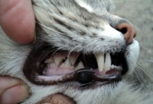 Why Do Cats Grind Their Teeths?