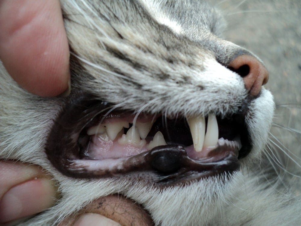 teeths cat