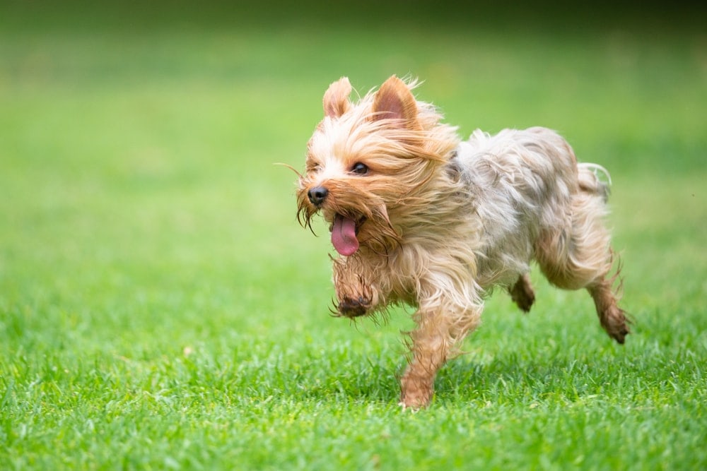 terrier runing grass