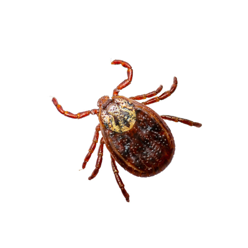 How Long Can a Tick Live on a Dog? » Petsoid