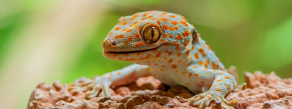 Tokay Gecko Care Guide & Info » Petsoid