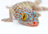 Tokay Gecko Care Guide & Info