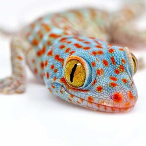 Giant Day Gecko Care guide & info » Petsoid