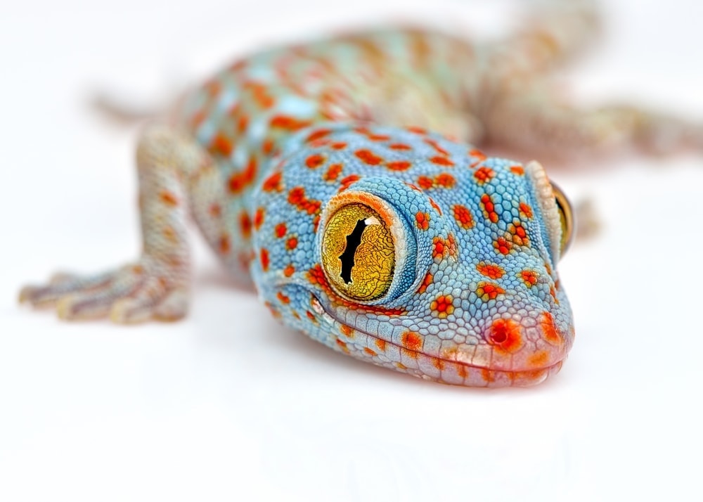 tokay gecko white background
