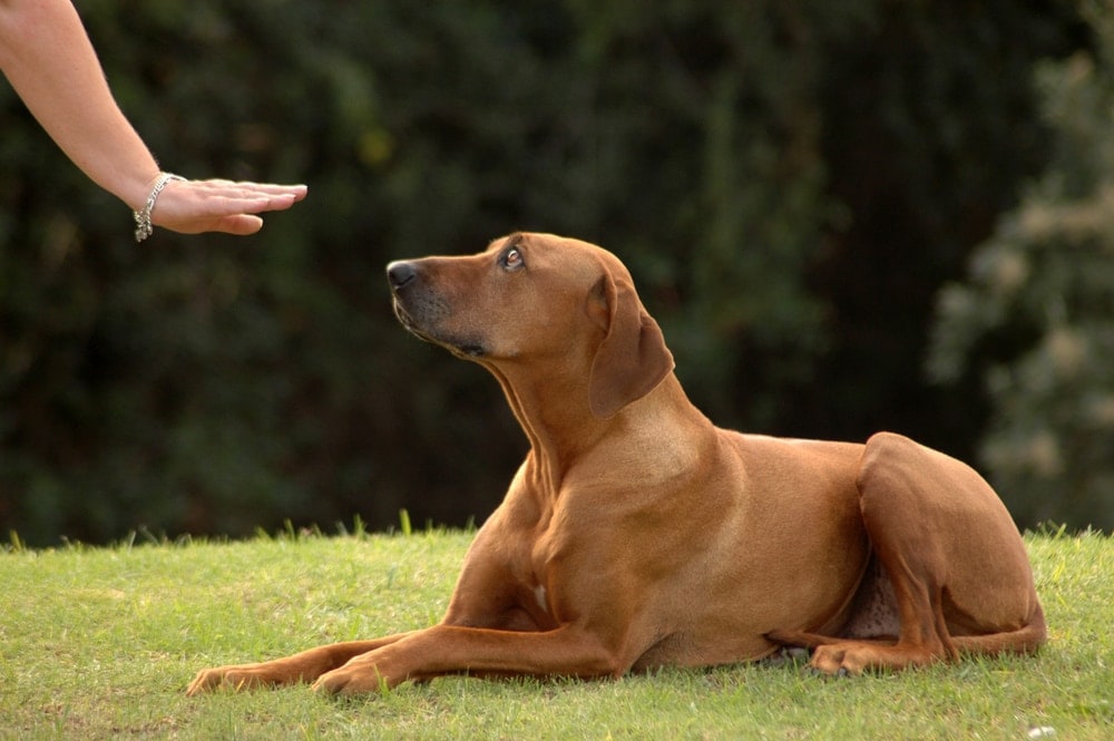 training dog