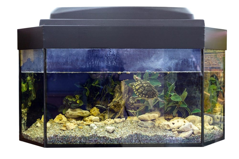 modern tank for turtle