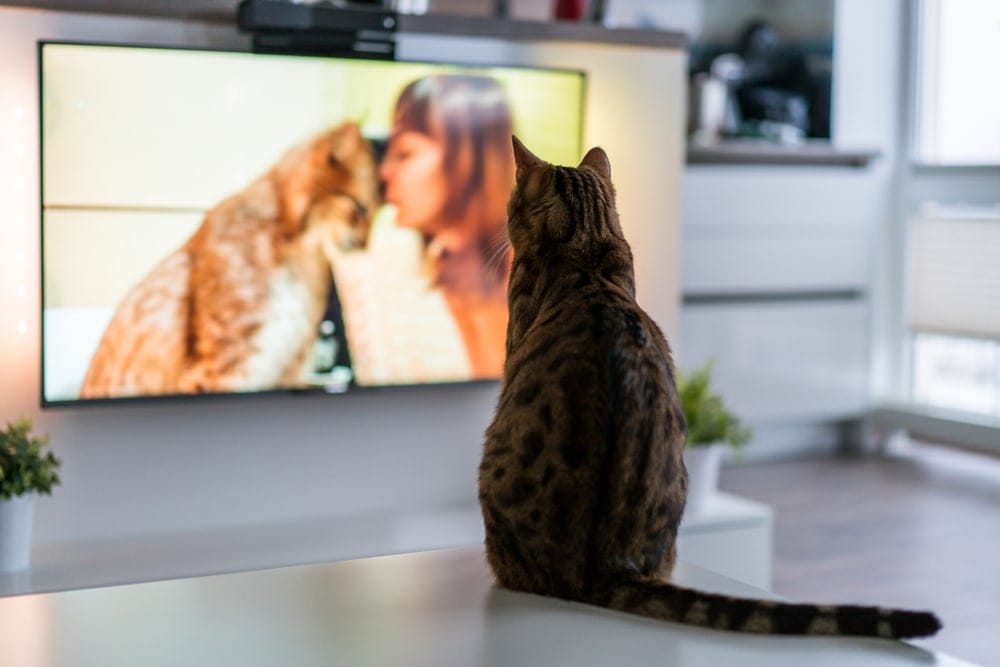 tv cat