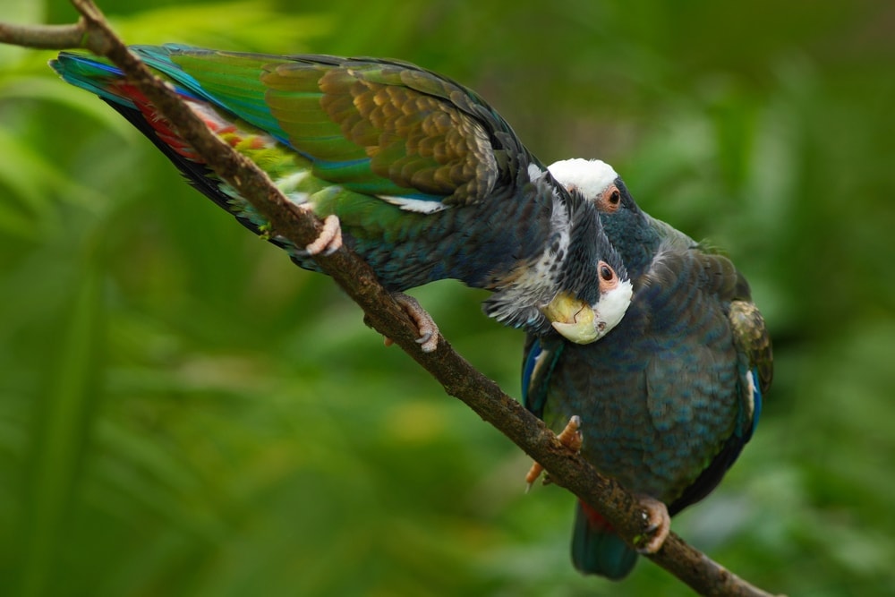 two White Capped Pionus on stick