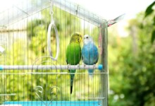 8 Tips To Get Your Bird Back In The Cage