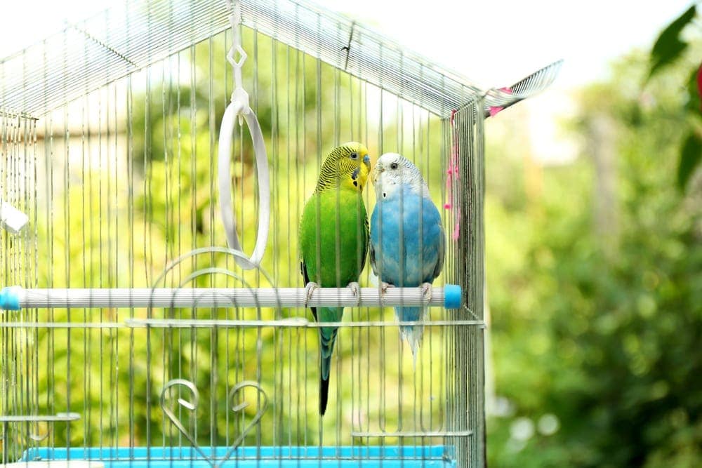 two birds in cage