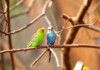 8 Different Sounds Budgies can Make