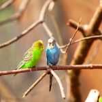 two budgies