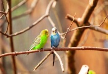 8 Different Sounds Budgies can Make
