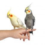 two cocatiels on hand