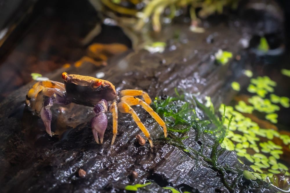 7 Freshwater Aquarium Crabs Types Petsoid