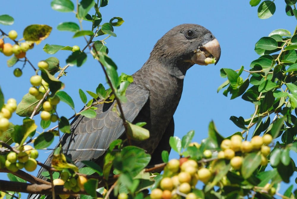 vasa parrot sits in tree