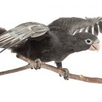 vasa parrot white bg