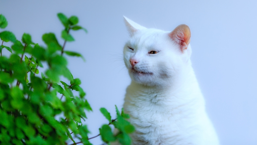 white cat sneeze