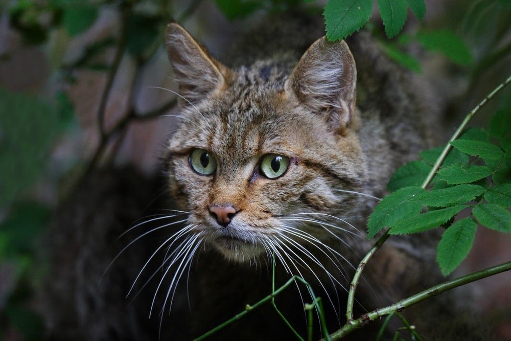 8 Cat Breeds That Look Like Wild Cats » Petsoid