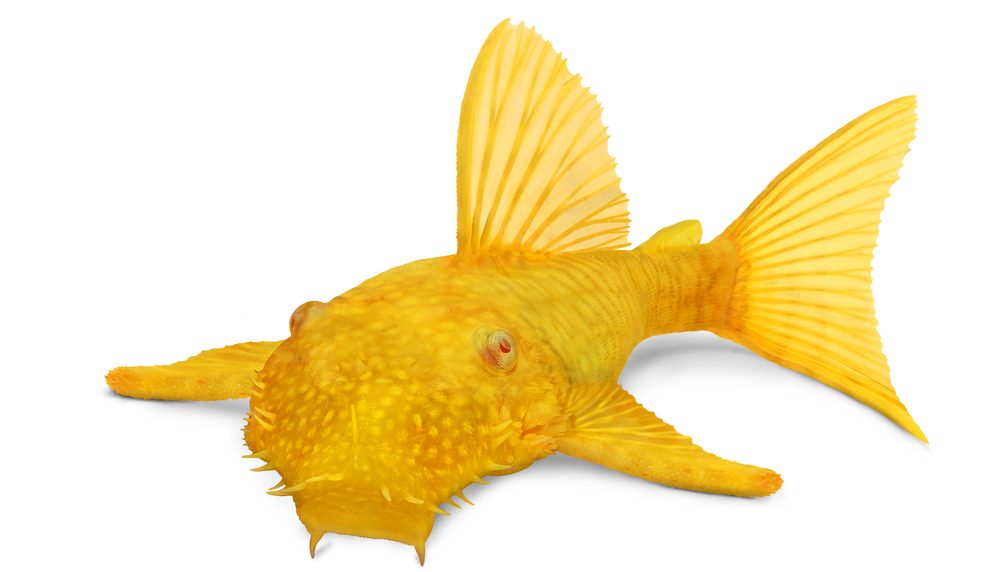 Bristlenose Pleco Care Guide Information Petsoid