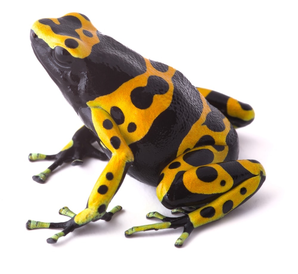 yellow dart frog