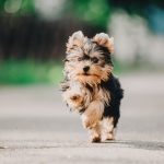 yorkshire terrier running