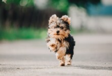 Are Yorkshire Terriers Good With Children?