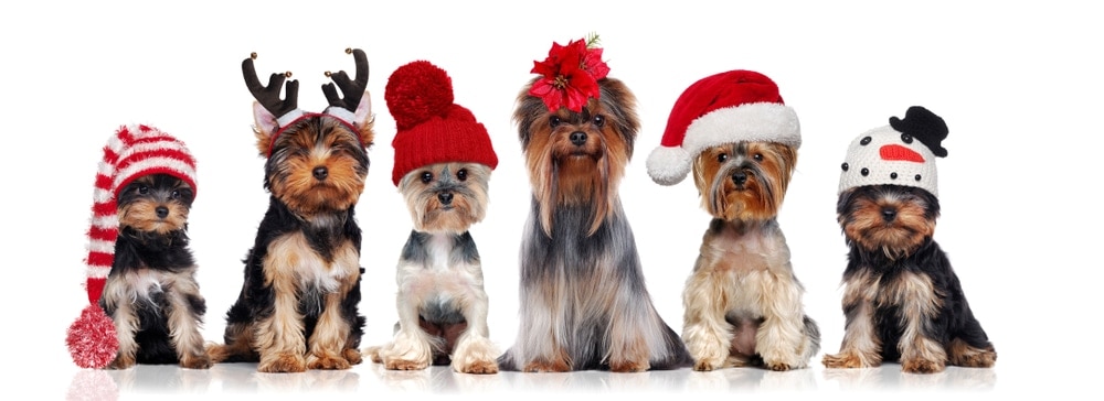 yorkshire terrier and children