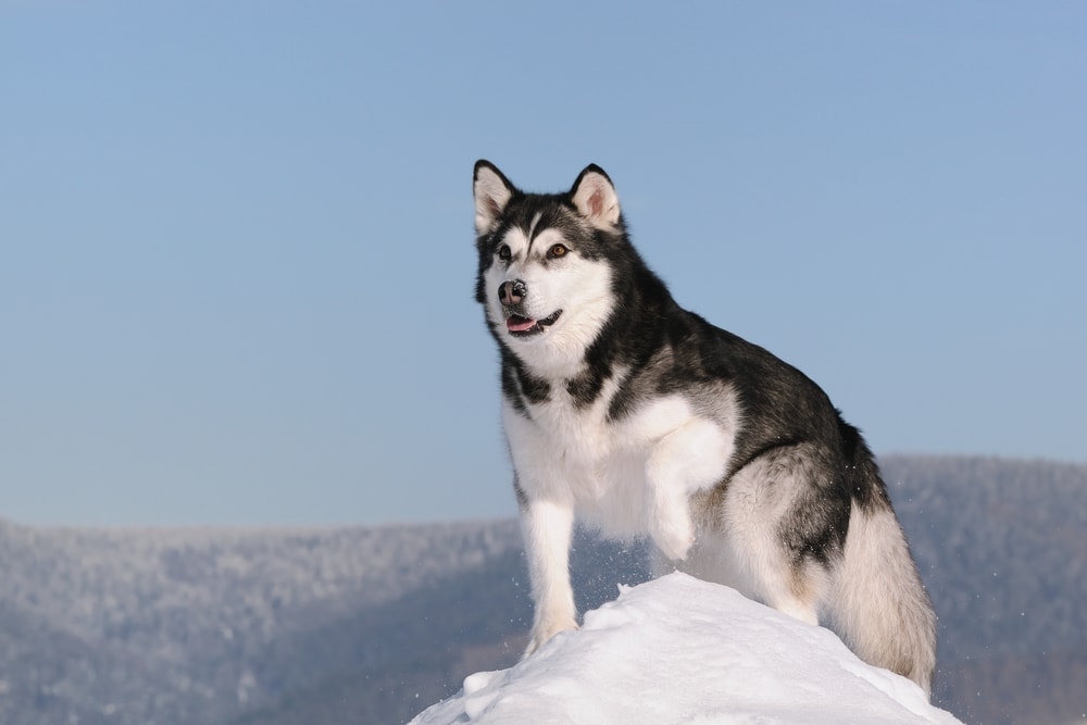 Alaskan Malamute