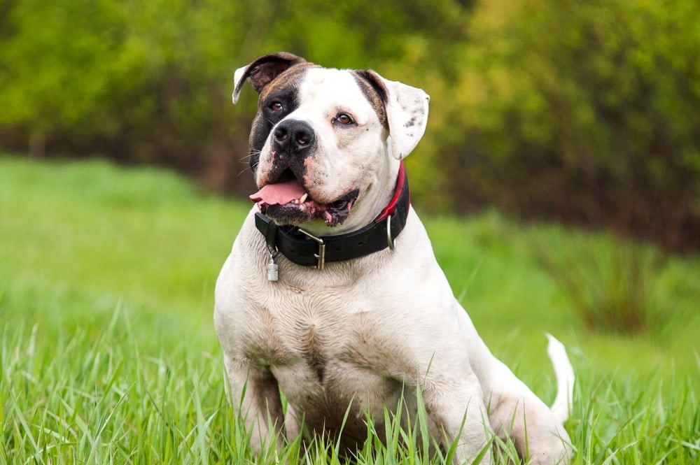 American Bulldog