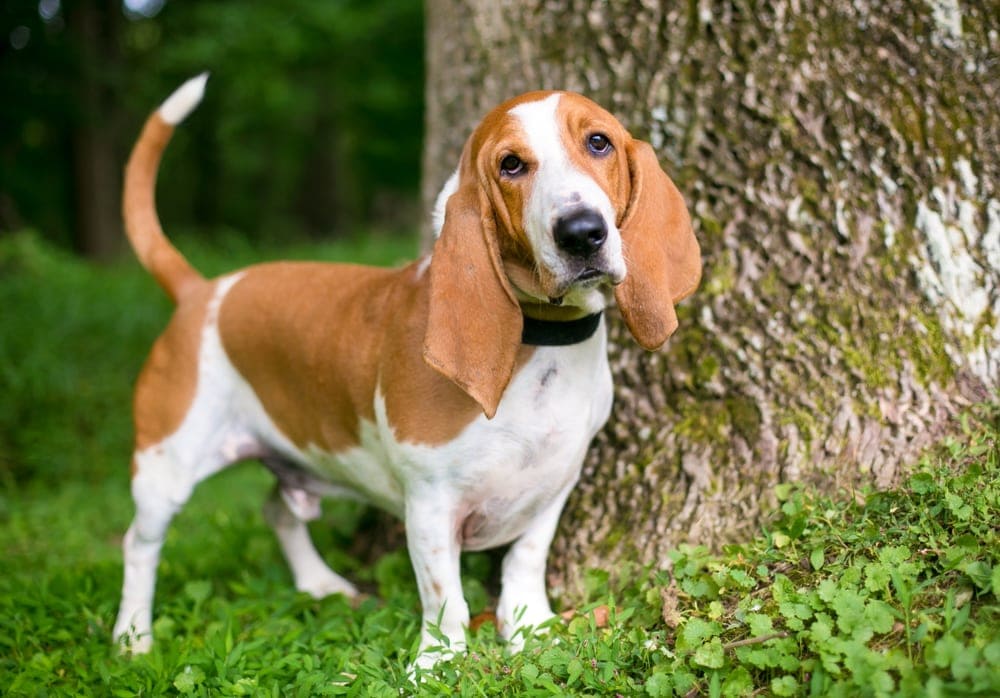 Basset Hound