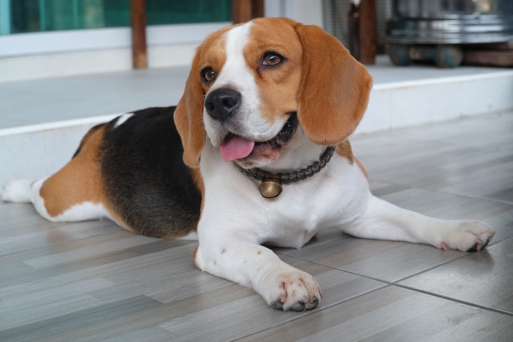 Beagle