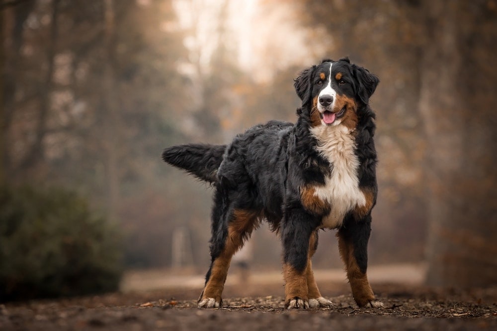 Bernese Mountain Dog 1