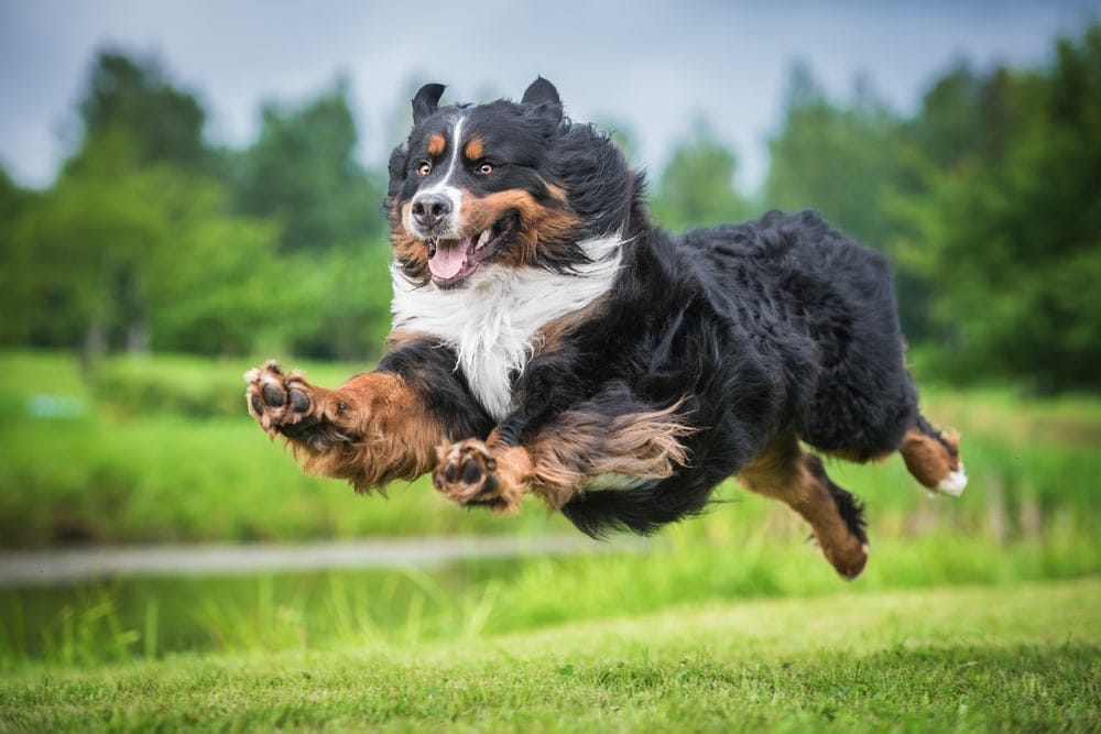 Bernese Mountain Dog