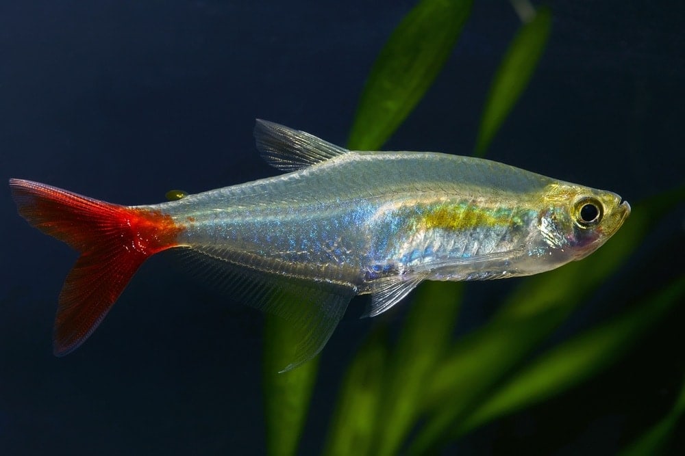 bloodfin tetra