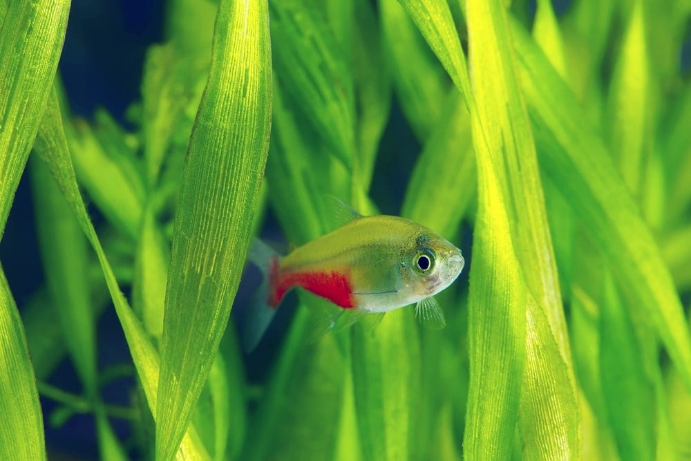 bloodfin tetra