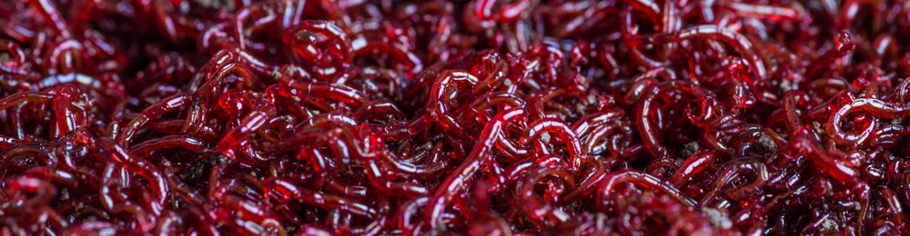 download bloodworm feeding