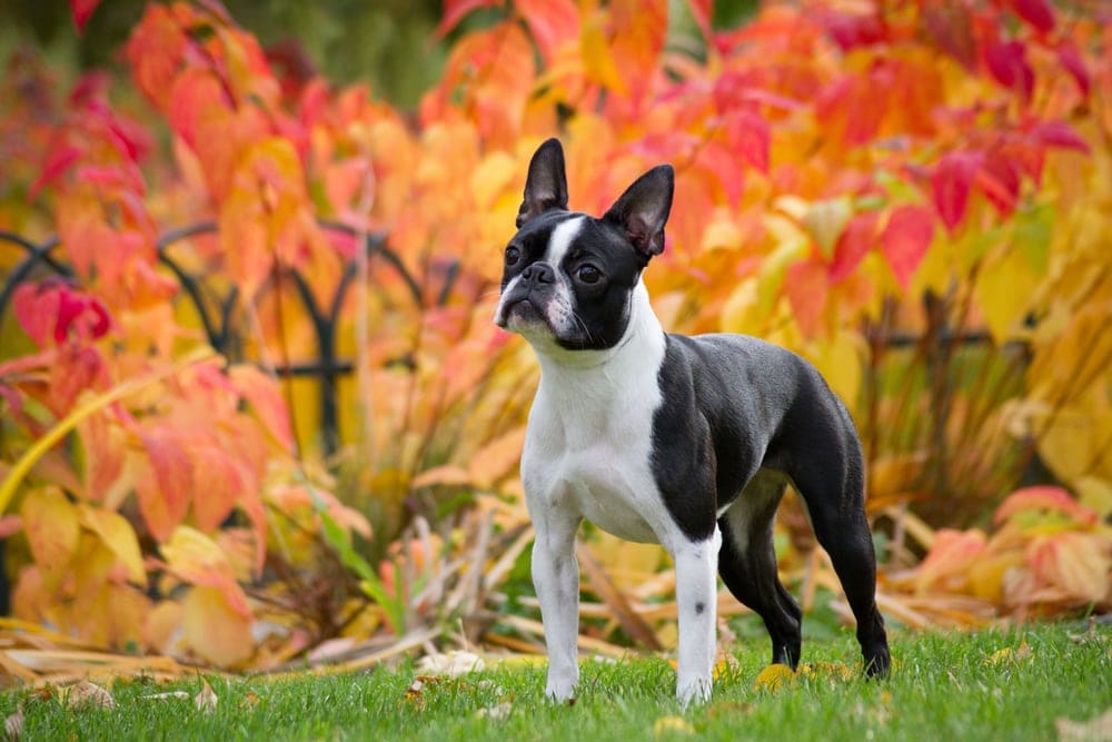 Boston Terrier 1