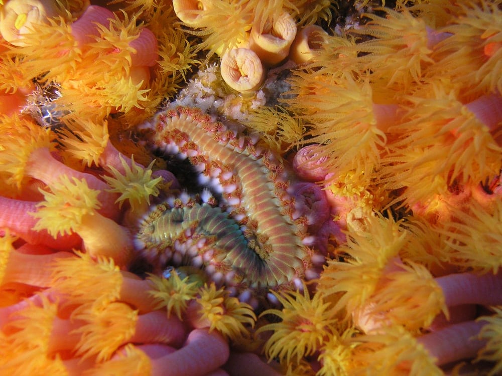 Bristle Worm in corals