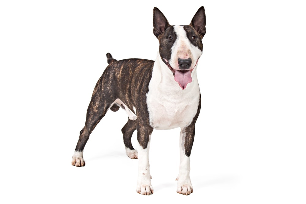 Bullterrier