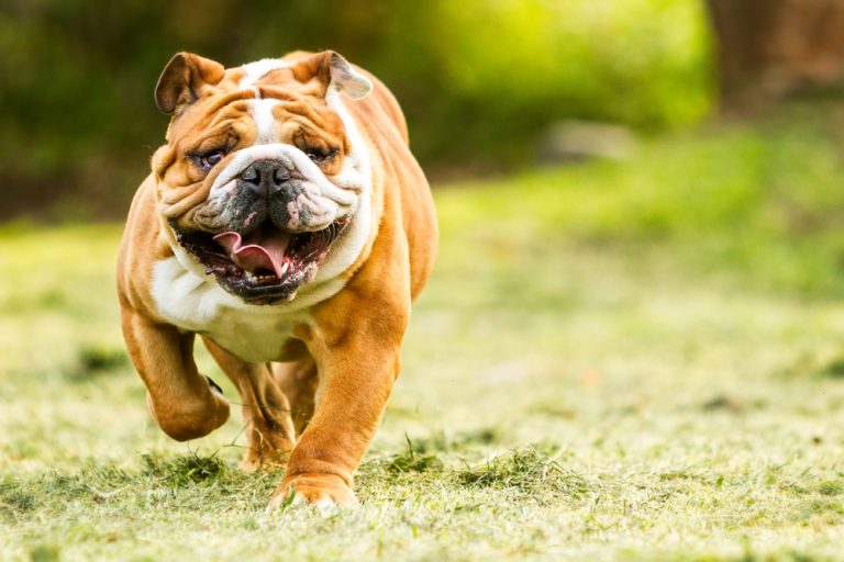 Top 10 Most LowEnergy Dog Breeds » Petsoid