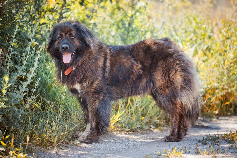 Caucasian Shepherd