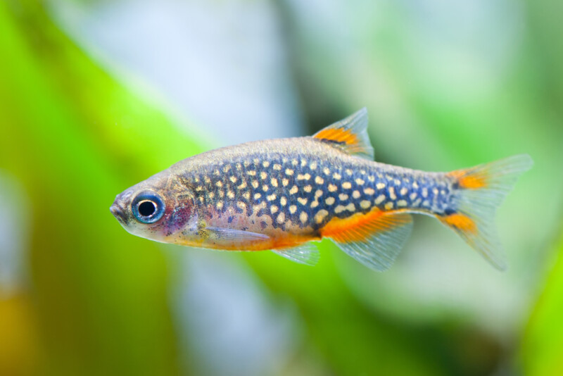 Celestial Pearl Danios Care Guide Diet, Breeding » Petsoid