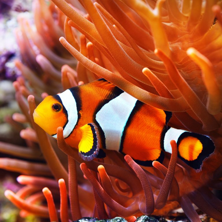 15 Popular Saltwater Fish for Beginners » Petsoid