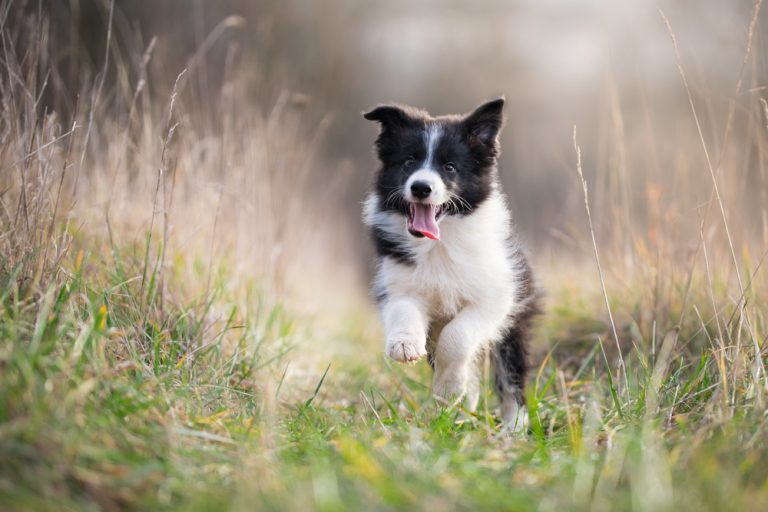 10 Best Behaved Dog Breeds » Petsoid