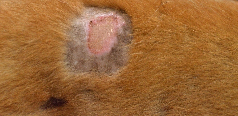 Black Crusty Spots On Dogs