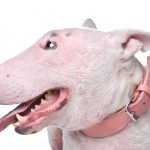 Crusty Scabs on bullterrier