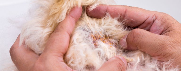 Black Crusty Scabs On Dogs Skin